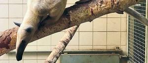 Bald Mutti? Heute könnte Langschwanz-Tamandua Lotti schwanger werden. 