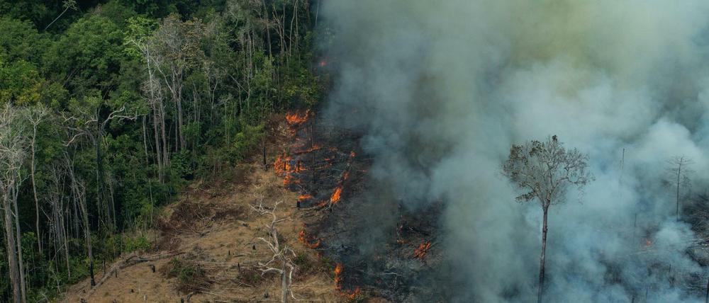 Feuer im Amazonas-Regenwald