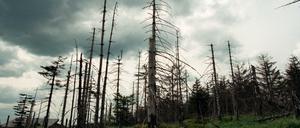 Umweltverbände und Waldbesitzer warnen vor einem massiven Waldsterben