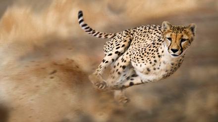 Der Gepard ist das schnellste Landtier der Welt. Sprinter schauen sich seine Tricks ab. 