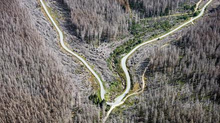 Das war einmal ein Wald: Die Fichten im Nationalpark Harz sind vertrocknet. 