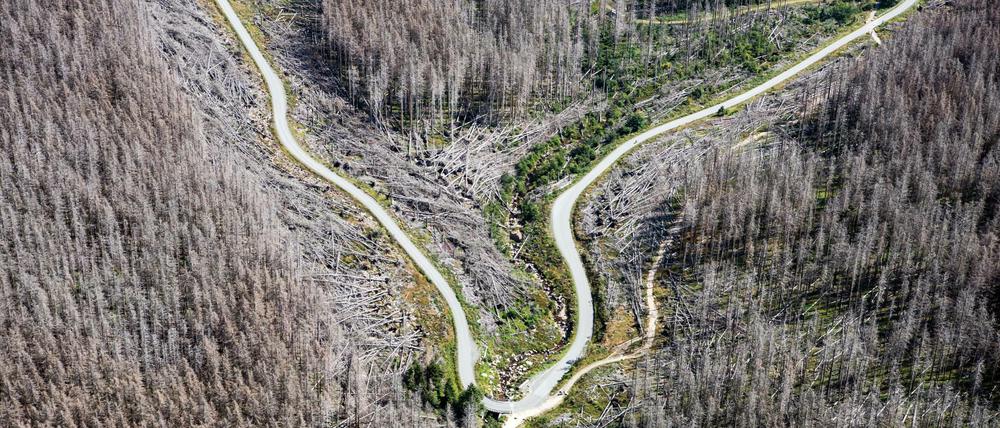 Das war einmal ein Wald: Die Fichten im Nationalpark Harz sind vertrocknet.
