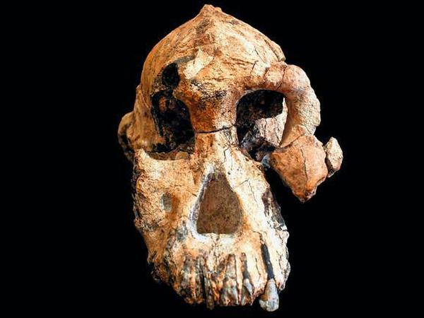 Der Schädel des Australopithecus anamensis.