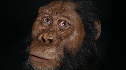 Rekonstruktion des Gesichts von Australopithecus anamensis.
