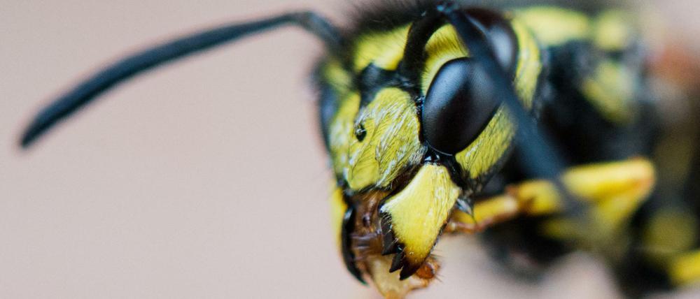 Ungebetener Gast: Ein Wespennest möchte niemand in seinem Haus haben.