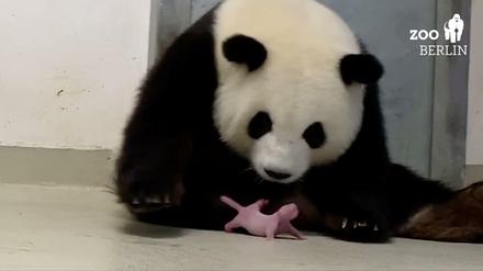 "Rabenmutter" oder zärtlich und besorgt? Bei allen Vermenschlichungen und Zuschreibungen bleibt Pandamutter Meng Meng ein Tier.