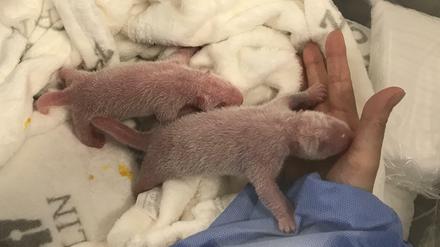Doppelpack. Die Pandajungen wagen die ersten Schritte.
