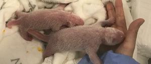 Doppelpack. Die Pandajungen wagen die ersten Schritte.