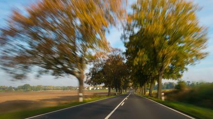 Blick auf eine Allee nahe Müncheberg (Brandenburg). Symbolbild. 