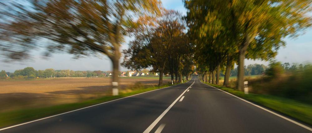Blick auf eine Allee nahe Müncheberg (Brandenburg). Symbolbild. 
