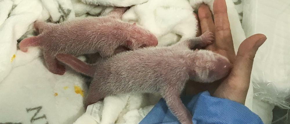 Eine Stadt, zwei Pandas.