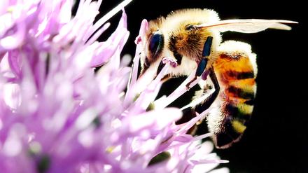 Bedrohte Tierart: Die Bundesregierung will Insekten schützen, indem weniger Pestizide eingesetzt und die Schutzgebiete ausgedehnt werden. 