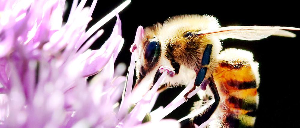 Bedrohte Tierart: Die Bundesregierung will Insekten schützen, indem weniger Pestizide eingesetzt und die Schutzgebiete ausgedehnt werden.
