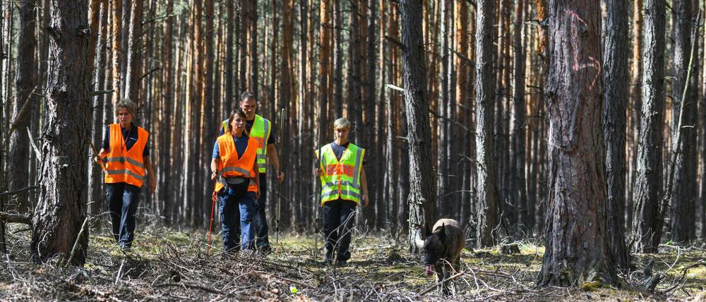 Polizisten suchten in den vergangenen Tagen in einem Waldgebiet in Brandenburg nach Hinweisen zur vermissten Rebecca.