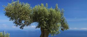 Der Klimawandel könnte gravierende Folgen für die Olivenbauern in Südeuropa haben.