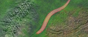 Wurmlöcher. Laufspuren eines der ersten sportlichen Vielzeller entdeckt.