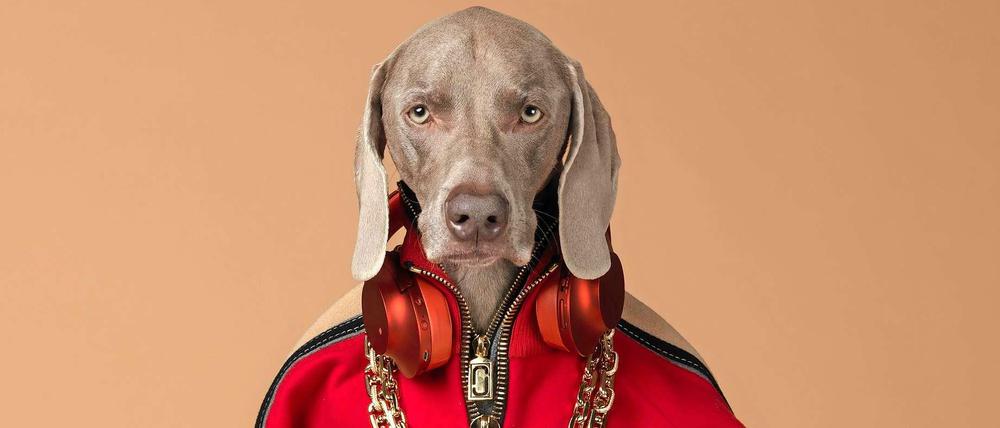 Seine Models sind Hunde. William Wegman porträtiert am liebsten Weimaraner. Dieses kam von einer New Yorker Galerie nach München.