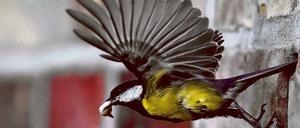 Eine Kohlmeise (Parus major) fliegt aus einer Maueröffnung in Petersdorf (Brandenburg).