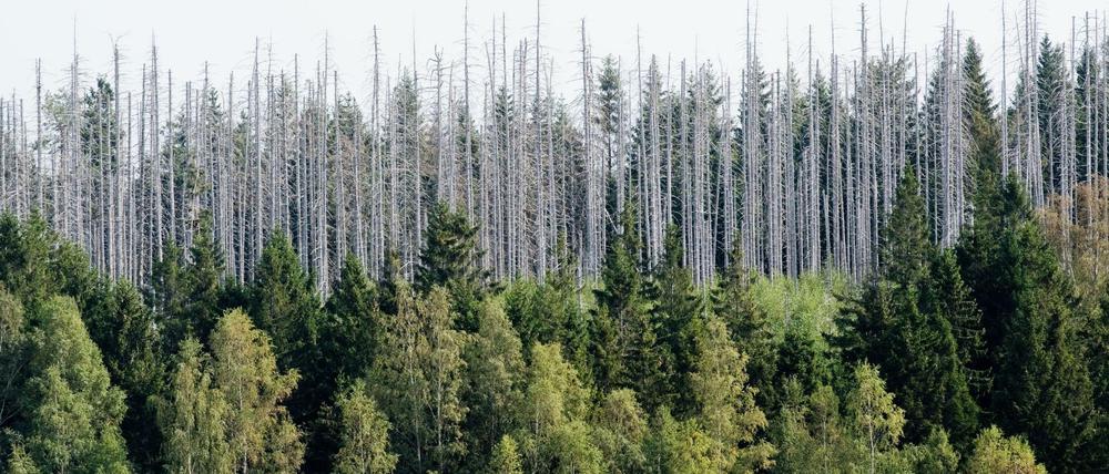 Zwei Prozent Zins gegen Waldschäden?