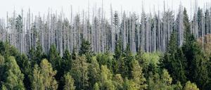 Zwei Prozent Zins gegen Waldschäden?