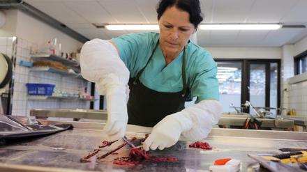 Noch sind in den Gewebeproben verstorbener Hunde die Verursacher einer Infektionskrankheit, die derzeit in Norwegen umgeht, nicht identifiziert worden.