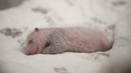 Fusselig trifft es noch eher, als flauschig. Aber langsam kommt der Panda durch.