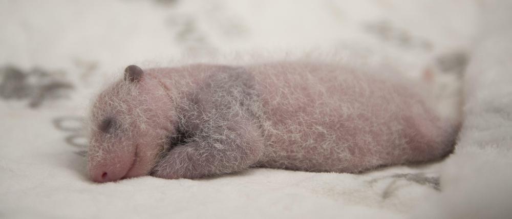 Fusselig trifft es noch eher, als flauschig. Aber langsam kommt der Panda durch.