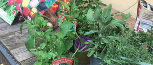 Der Kiezgarten in der Cherusker Straße in Schöneberg.