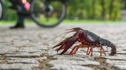 Die Sumpfkrebse aus Nordamerika haben sich im Sommer 2017 massenhaft vermehrt im Berliner Tiergarten. Ihr Geschmack setzt sich in den besten Küchen durch. 