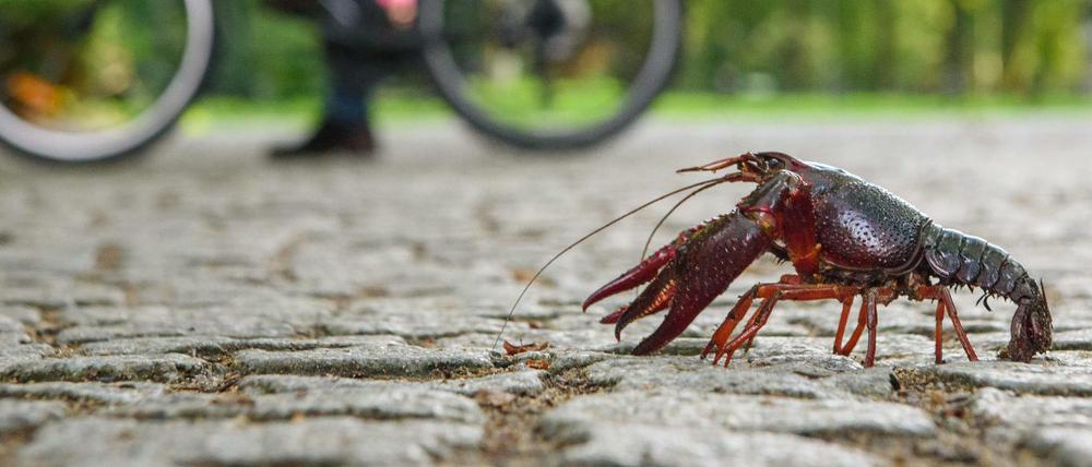 Die Sumpfkrebse aus Nordamerika haben sich im Sommer 2017 massenhaft vermehrt im Berliner Tiergarten. Ihr Geschmack setzt sich in den besten Küchen durch.