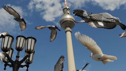 Friedenstauben am Berliner Himmel. 