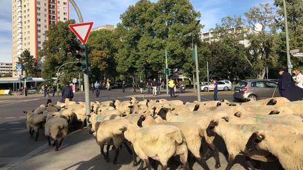 Schafe werden durch das Hansaviertel in Berlin getrieben.