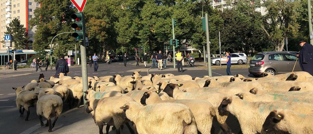 Schafe werden durch das Hansaviertel in Berlin getrieben.