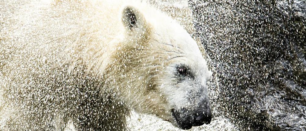 September 2019: Eisbärenkind Hertha spielt in ihrem Gehege im Tierpark im Wasser.