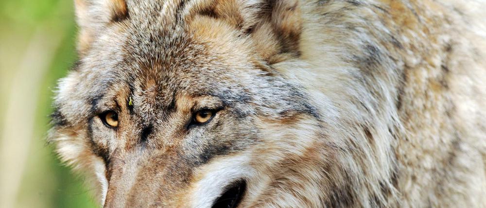 Ein Wolf streift durch ein Gehege im Wolfcenter Dörverden.