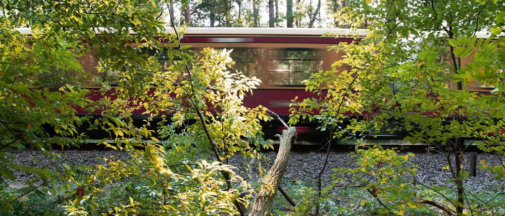 Eine S-Bahn ist am Morgen mit dem quer über die Schienen liegenden Baum kollidiert.
