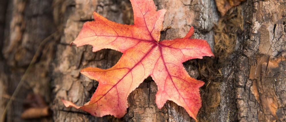 Herbstanfang 2019: Die Tage werden kürzer und die Blätter bunter – aber warum?