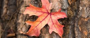 Herbstanfang 2019: Die Tage werden kürzer und die Blätter bunter – aber warum?