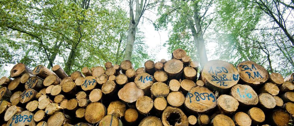 Jede Menge Holz. Allein an Schadholz liegt so viel in den Wäldern wie sonst in einem Jahr geerntet wird. 