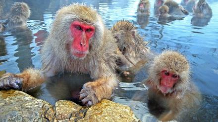 Körperpflege. Schneeaffen baden genüsslich in den japanischen Bergen. So weit nördlich lebt keine andere Art.