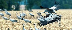 Der Kranichbestand litt diesen Sommer unter der anhaltenden Trockenheit.