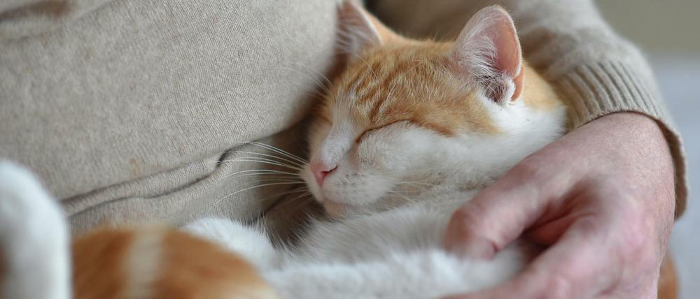 Katzen zeigen ein ähnliches Bindungsverhalten wie Kinder.