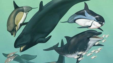 Genverluste prägten die Evolution von Walen und Delfinen. 
