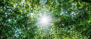 Der Wald ist in Gefahr – in Berlin findet deshalb am Mittwoch ein Waldgipfel statt.