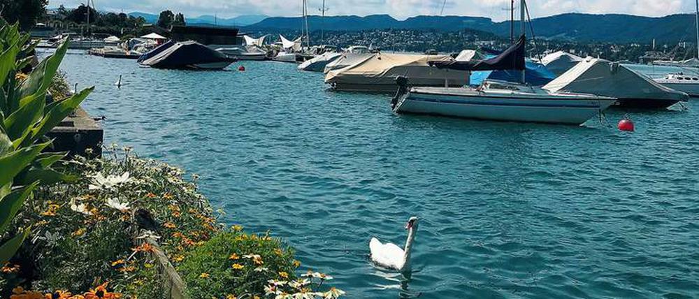 Schwanensee. Am Seebecken warten die Vögel auf Brotkrumen der Spaziergänger.