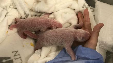 Die neugeborenen Panda-Zwillinge sind bei der Erstversorgung im Zoo Berlin.