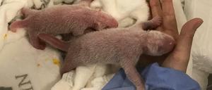 Die neugeborenen Panda-Zwillinge sind bei der Erstversorgung im Zoo Berlin.