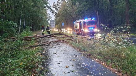 Brandenburg, Friesack: Einsatzkräfte der Feuerwehr stehen an einem umgestürzten Baum. Das Sturmtief «Mortimer» sorgt für Sturmböen und Starkregen.