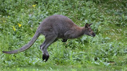 Im Tierpark Luckenwalde wurde vier Kängurus getötet (Symbolbild). 