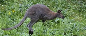 Im Tierpark Luckenwalde wurde vier Kängurus getötet (Symbolbild). 